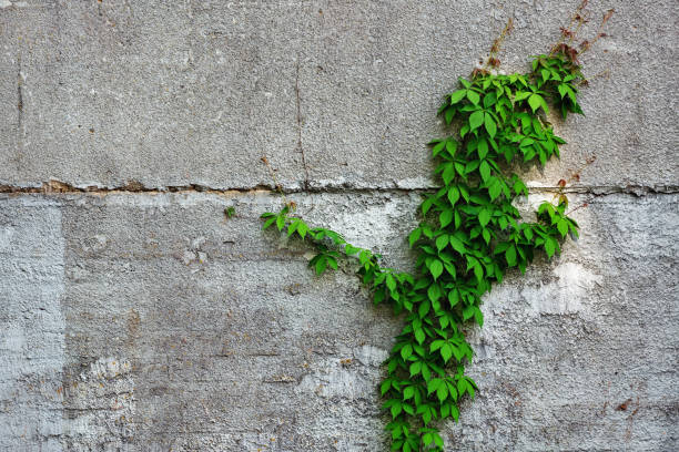 istock Ivy against concrete wall 1580991391