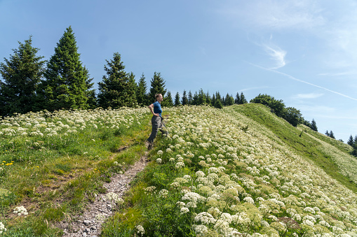 One women on footpath on the hill at Sorška planina covered with blooming white alpine flowers blooming, apiaceae. Hills over the ski town Cerkno.