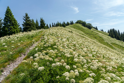 Mountain hill at Sorška planina covered with white alpine flowers blooming, apiaceae. Hills over the ski town Cerkno.