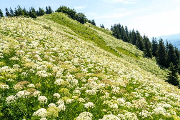 istock White blooming Laserpitium halleri Crantz flowers 1580996880