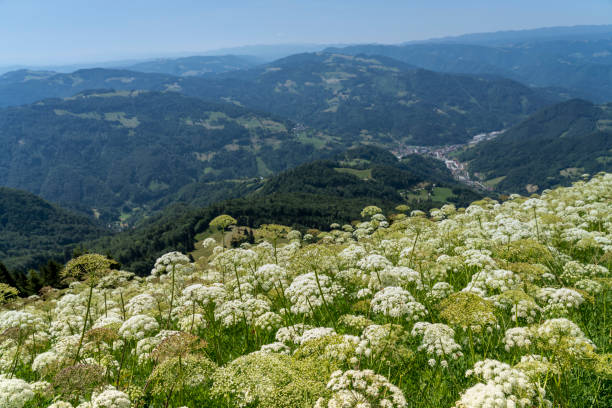 White blooming Laserpitium halleri Crantz flowers