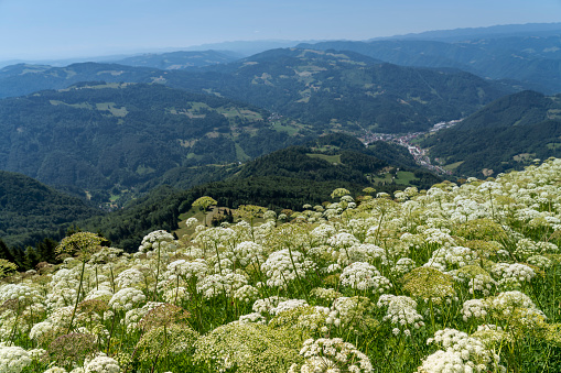 Mountain hill at Sorška planina covered with white alpine flowers blooming, apiaceae. In background view on valley Cerkno.