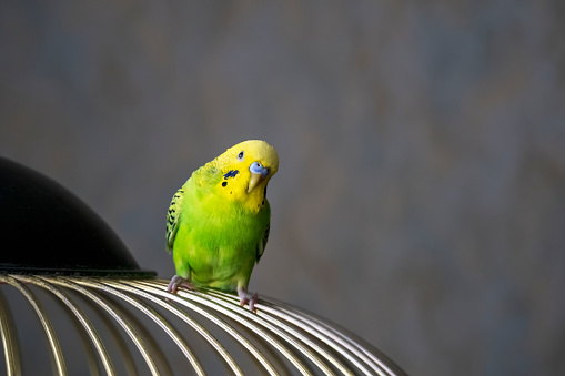 Selective focus. Portrait of a bright green young budgie sitting on the bars of a cage on a dark background. Breeding songbirds at home.
