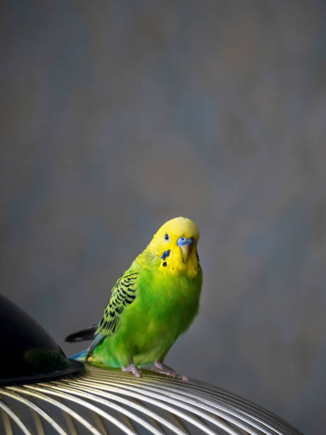 istock Selective focus. Vertical view of a bright green young budgie si 1581001717