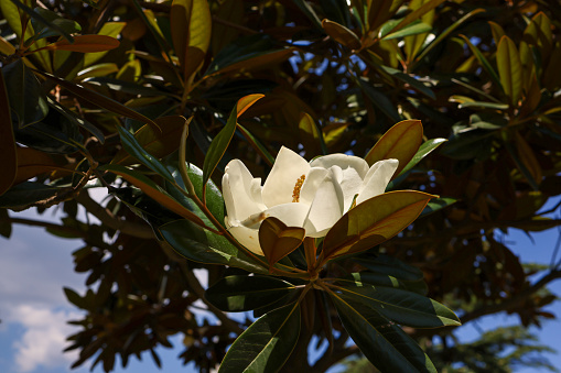 White magnolia flowering background. Botanical background. Magnolia blossom in the garden.
