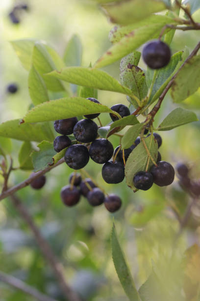istock Aronia berry bush - superfruit that boosts your body’s immune system to combat stress-related diseases, close up 1581003825