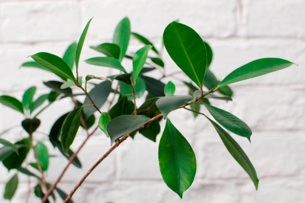 중국 bangan, 커튼 무화과, 광택있는 잎 무화과, 인도 월계수, 말레이 bangan (ficus altissma linn) - indian laurel fig 뉴스 사진 이미지