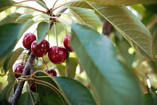 Close-up of branch of ripe sweet cherries ready to harvest