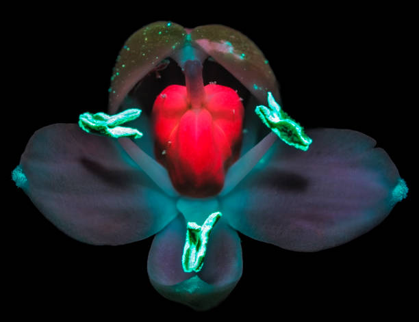 istock Ultraviolet photography 1581011383