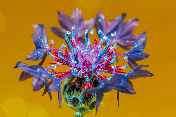 istock Ultraviolet photography 1581011936