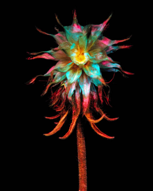 istock Ultraviolet photography 1581012553