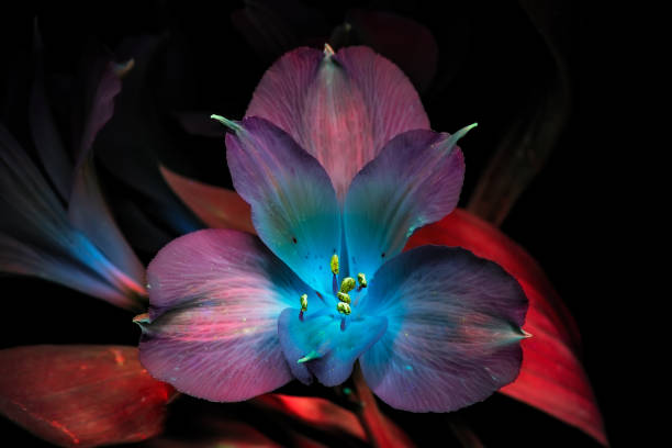istock Ultraviolet photography 1581012557