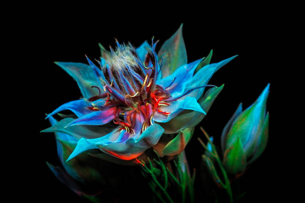 istock Ultraviolet photography 1581013114