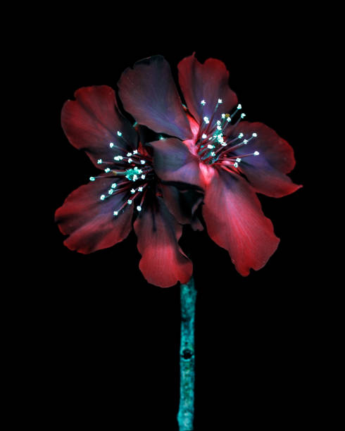 istock Ultraviolet photography 1581013681