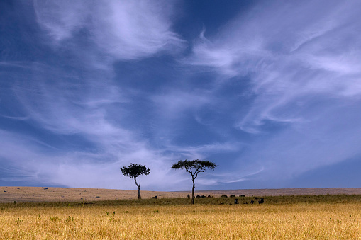 Acacia Trees in Wildlife in Masai Mara National Reserve