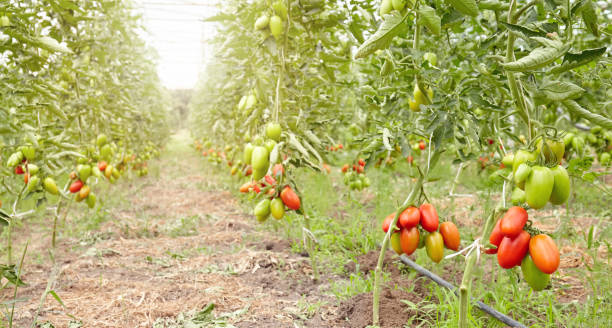istock Greenhouse organic tomato farm. 1581024000