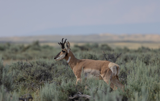a pronghorn antelope buck in the Wyoming desert