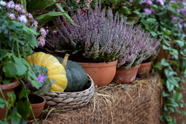 Autumn composition of pumpkin and heather in pots. Harvesting.