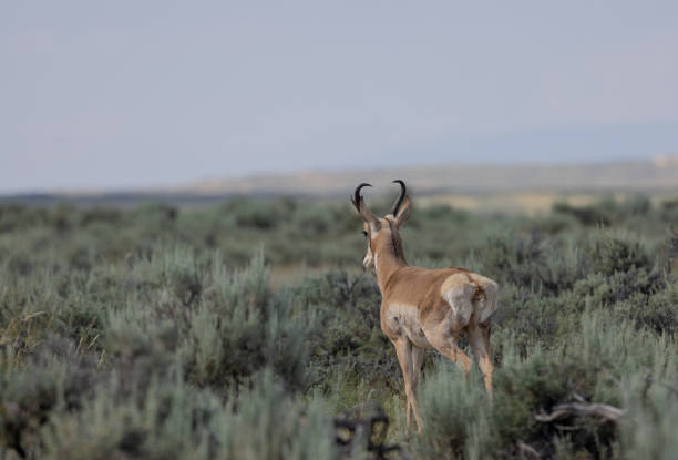 istock Pronghorn Antelope Buck in Wyoming 1581026205