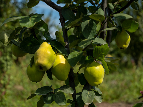 Fresh quinces on tree. Taken via medium format camera.