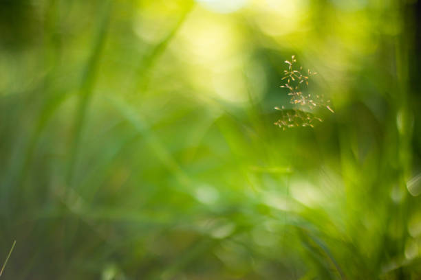 beautiful blurry green hay background. nature and environmental concept.