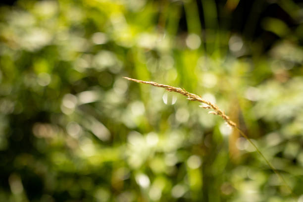 beautiful blurry green hay background. nature and environmental concept.