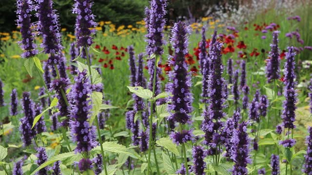 Agastache or giant hyssop flowers sway in the wind on a summer meadow