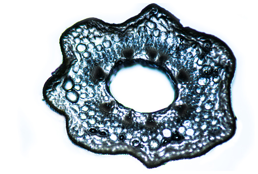 Different specimens under the microscope with natural and ultraviolet light