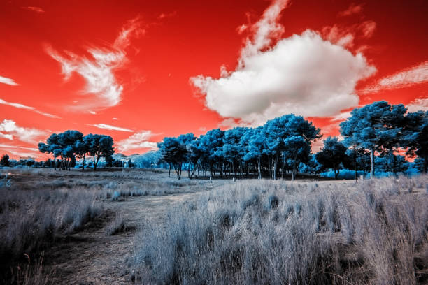 An image featuring an autumn tree with orange leaves on the left side, large rocks in the center with smoke around them, and green grass at the bottom, set against a red background