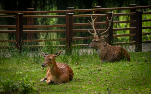 Deer sika on green summer meadow with long nice ears