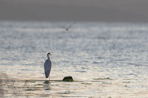 Gray heron (Ardea cinerea) hunting in the sea off the coast