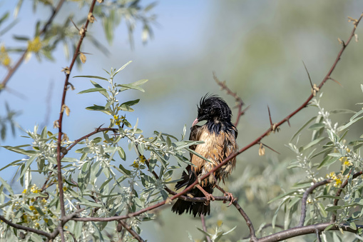 Rosy Starling (Pastor roseus) perched on a tree branch