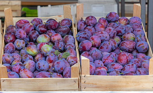 Piles of organic raw plum fruits in wooden crates sold on market