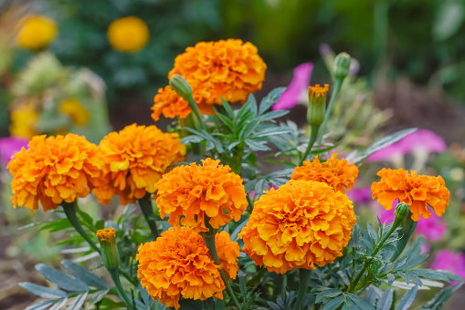 Orange marigold flowers blooming in the flower bed.