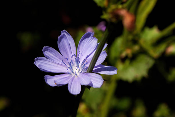 istock Blue flower with dark and green background. 1581063896