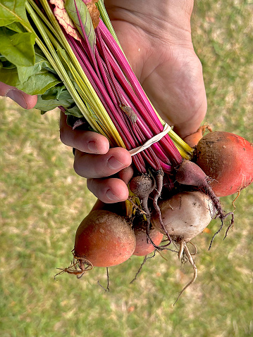Hands holding freshly picked colorful washed beets not long from being in the soil.