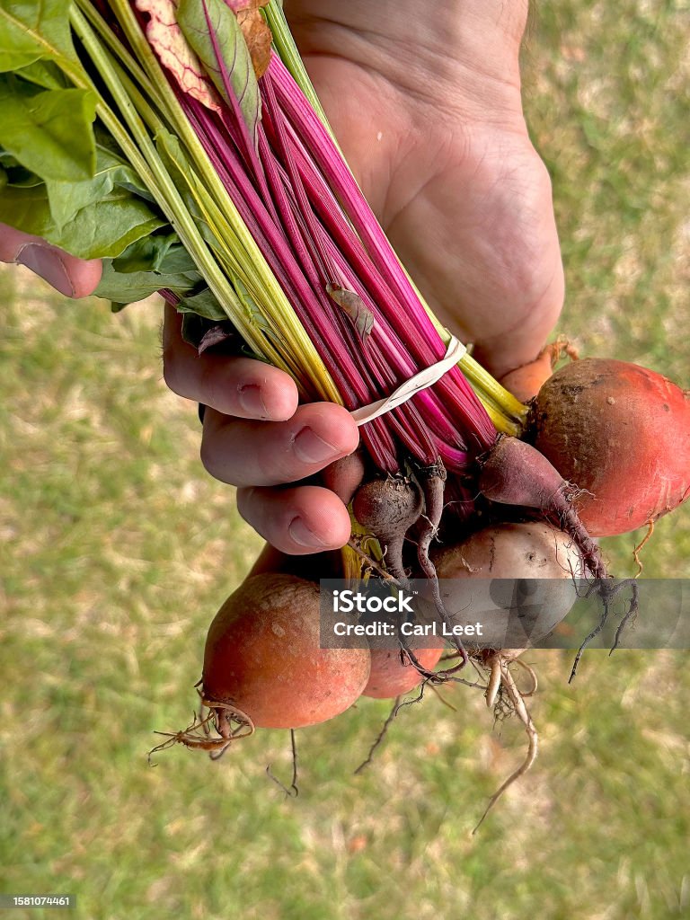 Beets from the Garden Hands holding freshly picked colorful washed beets not long from being in the soil. Beet Stock Photo