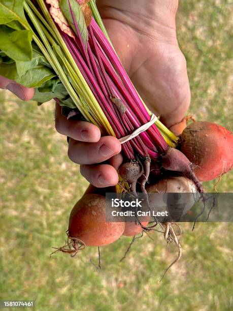 Beets From The Garden Stock Photo - Download Image Now - Beet, Color Image, Food