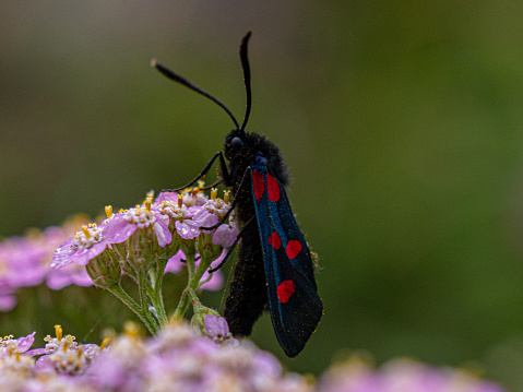 The scarlet tiger moth (Callimorpha dominula, formerly Panaxia dominula) is a colorful moth belonging to the tiger moth subfamily, Arctiinae. The species was first described by Carl Linnaeus in his 1758 10th edition of Systema Naturae. \nDescription:\nCallimorpha dominula has a wingspan of 45–55 millimeters. Adults of this species are quite variable in color. The forewings usually have a metallic-green sheen on the blackish areas, with white and yellow or orange markings. Hindwings are red with three large and irregular black markings. These moths may also occur in rare color forms, one with yellow hindwings and body and one with extended black on hindwings. The thorax is black glossed with green and shows two longitudinal short yellow stripes. The abdomen is black. The scarlet tiger moth has developed mouthparts, that allow it to feed on nectar. The caterpillars can reach a length of about 40 millimeters .  They are dark gray with yellow stripes and small white dots.\nBiology:\nThe imagines are active during the day in May and June. This species has a single generation. The caterpillars are polyphagous. They mainly feed on comfrey (Symphytum officinale), but also on a number of other plants (Urtica, Cynoglossum, Fragaria, Fraxinus, Geranium, Lamium, Lonicera, Myosotis, Populus, Prunus, Ranunculus, Rubus, Salix and Ulmus species). \nDistribution and habitat:\nThis species is present in most of Europe and in the Near East (Turkey, South Caucasus and northern Iran). These moths prefer damp areas (wet meadows, river banks, fens and marshes), but they also can be found on rocky cliffs close to the sea (source Wikipedia).\n\nThis Picture is made during a Long Weekend in the South of Belgium in June 2019.