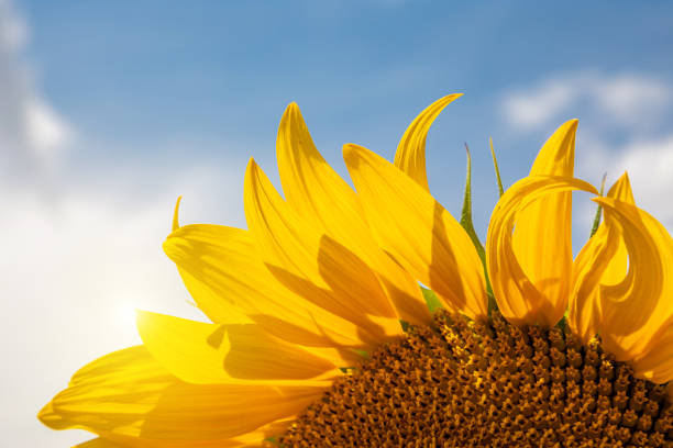 istock Sunflower fields And blue Sky clouds Background.Sunflower fields landscapes on a bright sunny day with patterns formed in natural background. 1581090086