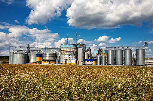 Agricultural Silos on the background of flowering buckwheat. Storage and drying of grains, wheat, corn, soy, sunflower against the blue sky with white clouds.