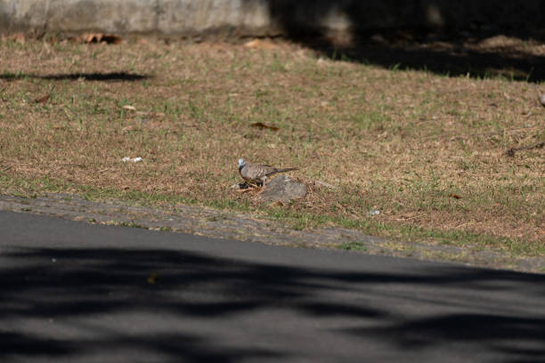 istock turtledove in the dry grass 1581100862