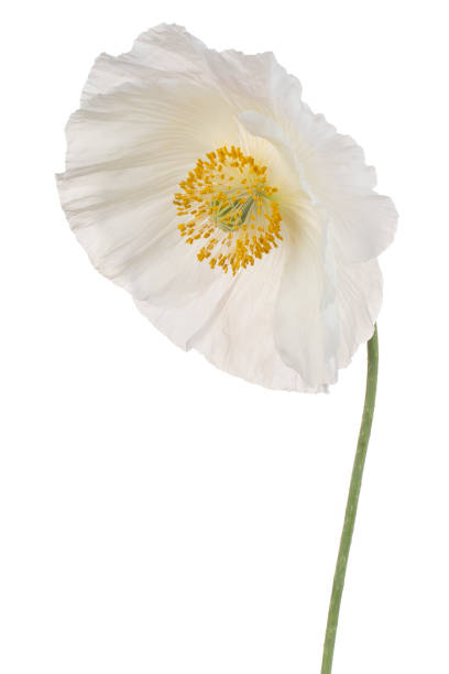 istock poppy flower isolated 1581121443