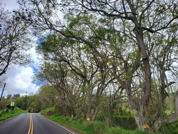 istock Upcountry Maui Scenes 1581131977
