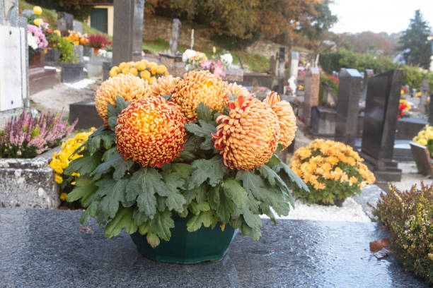 istock Chrysanthemum plants on tombstones 1581134717