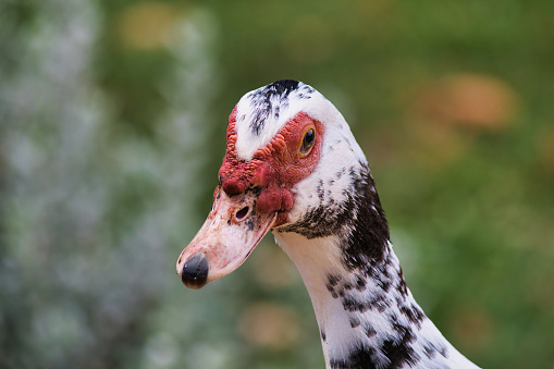Muscovy duck portrait in farm