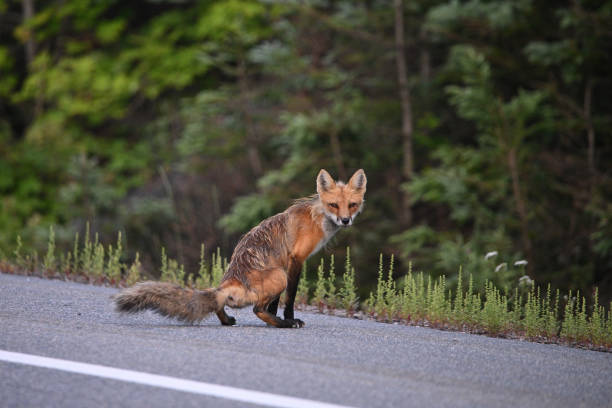 Adult Red fox stops and urinates along the paved shoulder of a paved highway