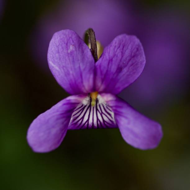 Wood or common dog violet