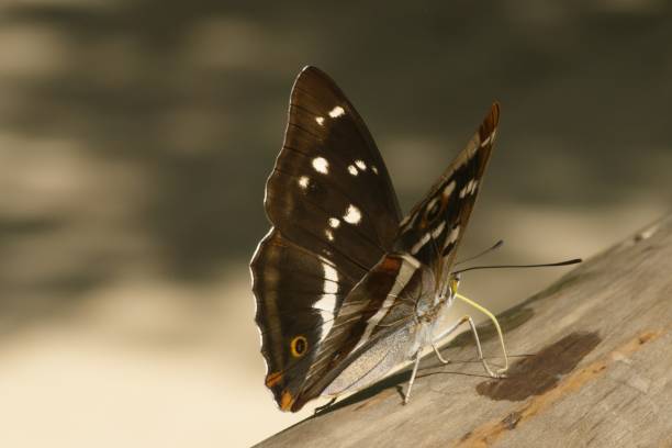 istock purple emperor butterfly sitting on a wooden railing 1581157137