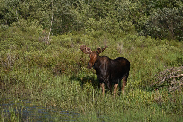 istock Bull Moose in summer meadow 1581163095